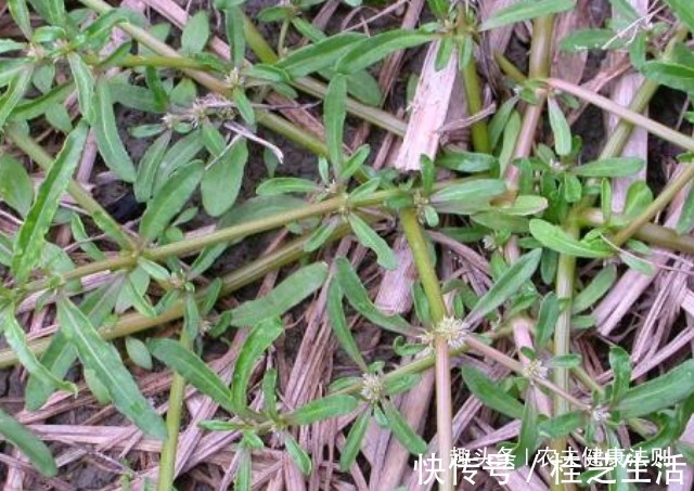 抗衰老|天然“护血管药”找到了，用它泡水喝，降压抗癌，抗衰老，防感冒