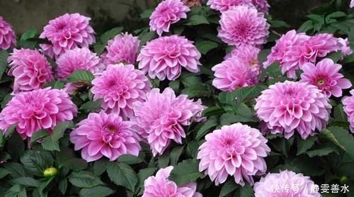 阳台再小,也要养2种花,耐寒又耐热,简单好养,美丽浪漫!