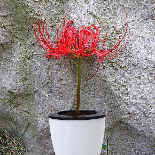 常见的20种有毒花草,有老人、小孩、宠物的家庭千万注意