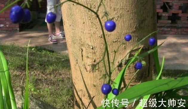 菅兰|此草全株有毒,看到它千万要注意,不要乱采摘