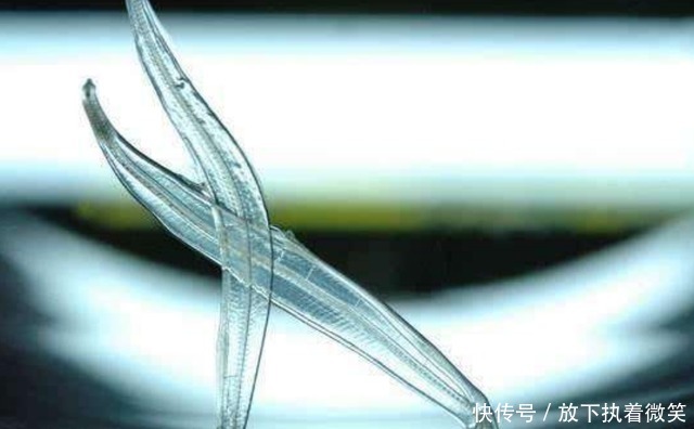 饲养|男子饲养几个月的观赏鱼,却不敢换水,只因鱼和水已经合二为一了