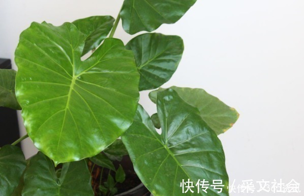 买家具|这些花草别再放家养,当初家人吃过亏,最后全部都扔了