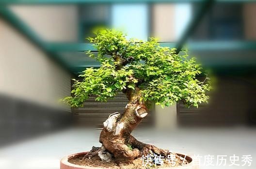 原来有钱人家都养这个花,镇宅,招财,这可是“帝王之木”!