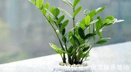 3种“矫情”的植物,养不好赶紧扔水里“水培”,越长越旺盛!