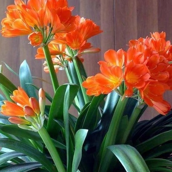 根系|君子兰黄叶、烂根、叶片歪斜、不开花等常见问题，该怎样办