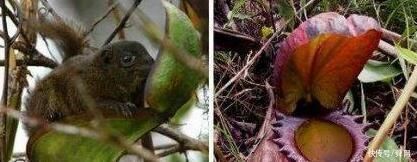 恐怖、凶残，会吃动物的植物大盘点