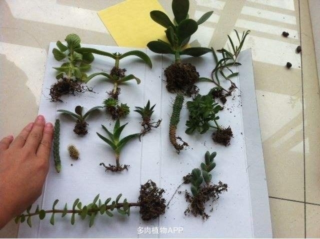 “这”5种花太贵，“掐”1片叶子，一插就活，别“白”花钱了