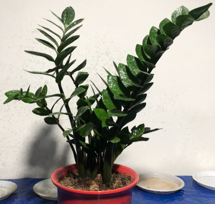 金钱树长得快、蹿新芽，注意一个问题，叶子绿得冒油！