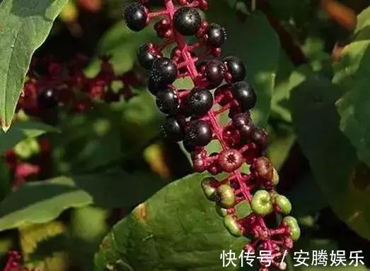 鸡母珠|农村这种果子和桑葚很像,却有剧毒,多人险丧命,千万别误食了