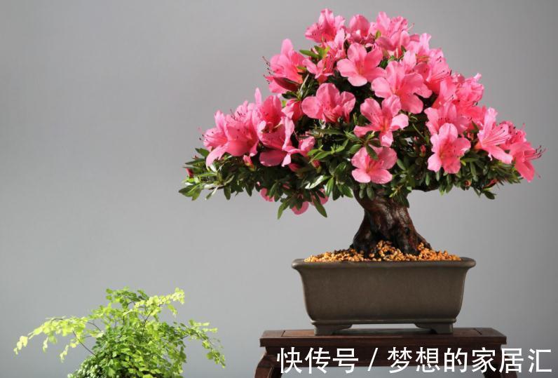 秋冬阶段，盆栽养花种草，植物休眠了，该怎么加强营养？