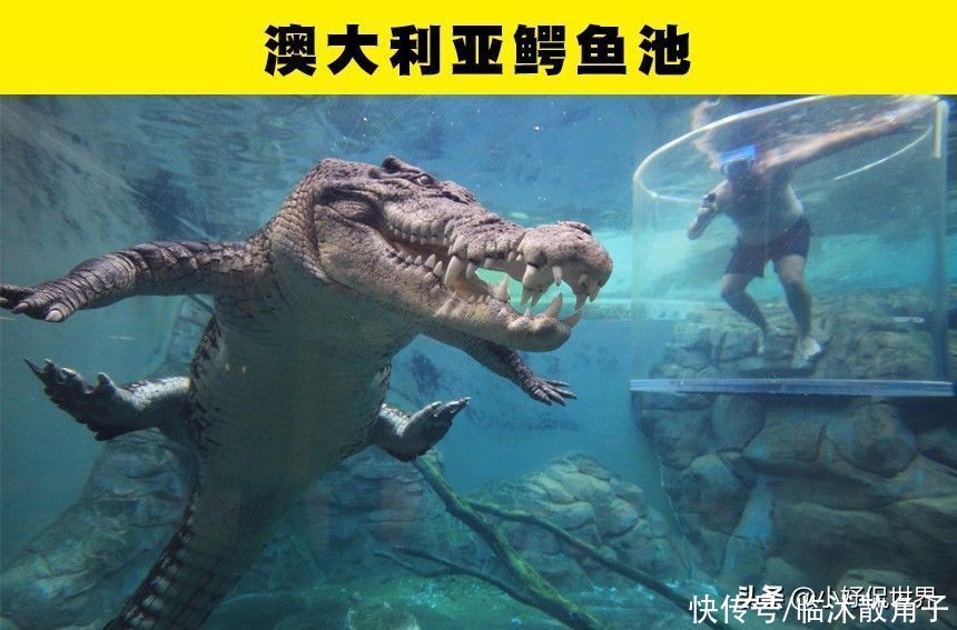 2,澳大利亚鳄鱼池在香港的英迪格酒店的屋顶上拥有一个非常特别的泳池