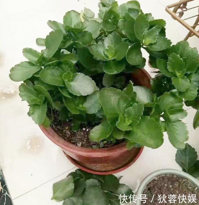 长寿花“睡醒了”，3个技巧打理一番，满盆窜花苞，年前正好开花