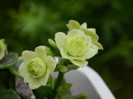 家养长寿花 这 3种 最划算 花苞一蹿就几百 开成 彩花园 粉紫色