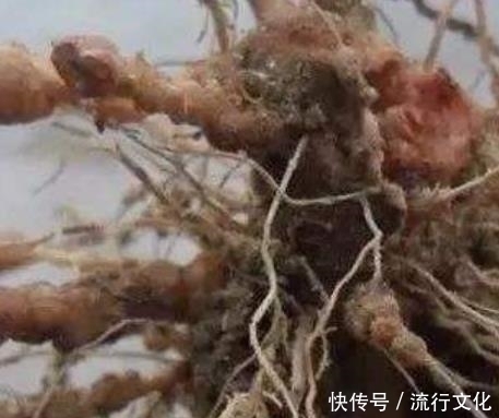 椒根不要再丢了,居然有这么多的用途,每家每户都可以用到的!