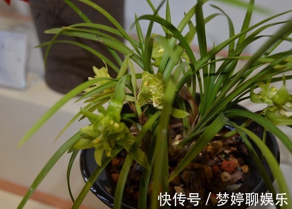 肥效|兰花怎么换盆呢不会没关系,老花农手把手的教给你