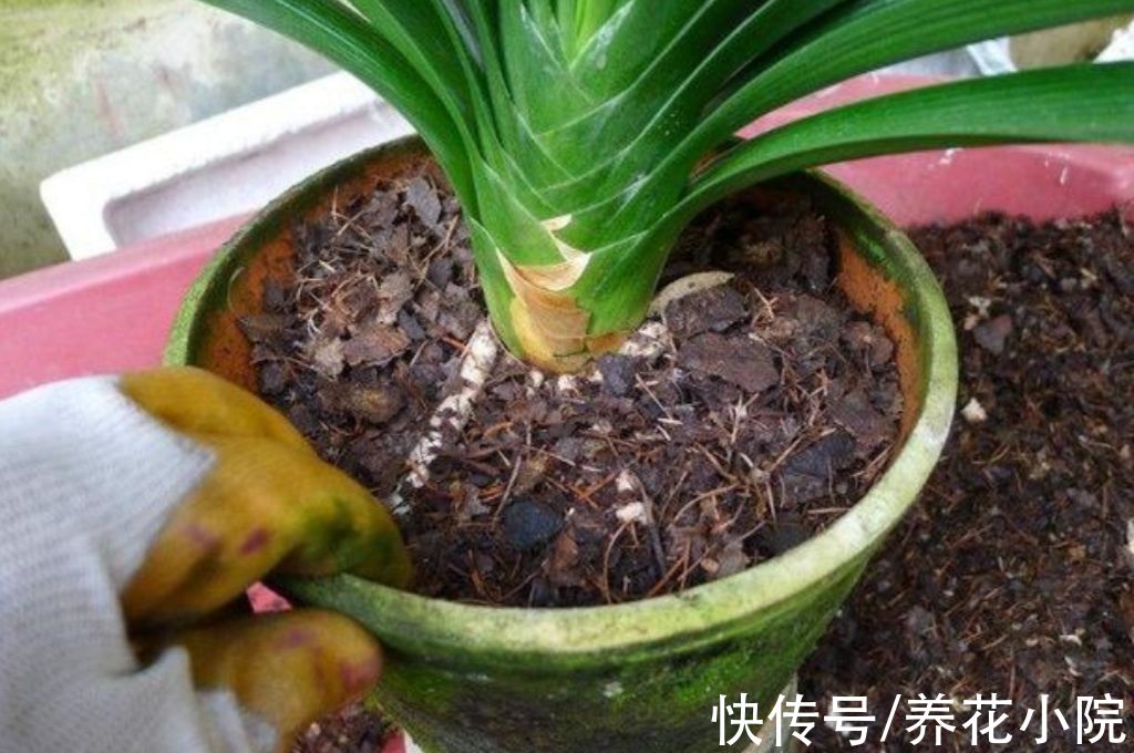 君子兰喂上“2种肥”，叶子长得快，饱满厚实又有光泽