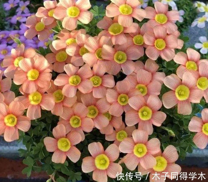 4种花适合新手养，不用费心，就能开成一片花海