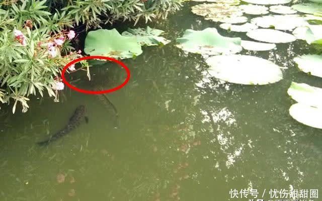 繁殖|夏季钓黑鱼,用这种手竿钓法,不用浮漂不用坠,哪里有鱼钓哪里