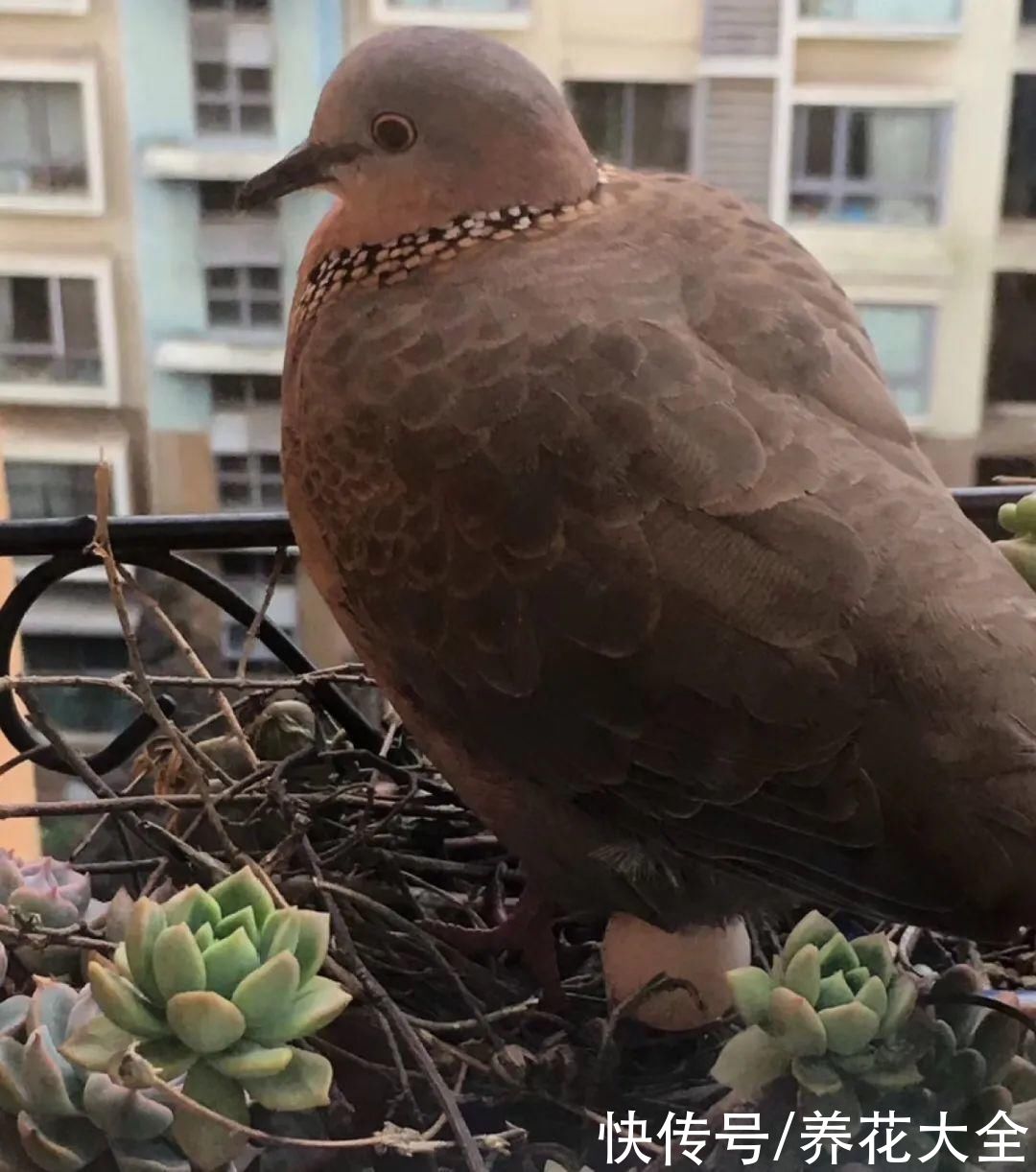 花盆里有一窝蛋，赶紧换盆，不然花都死了