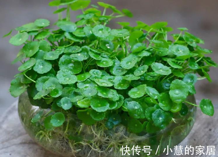 新芽|5种漂亮花,现在赶紧剪几刀,新叶新芽一起长,花朵轻松开满枝