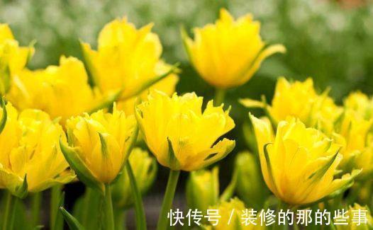 繁花似锦|农历7月12日开始,居家养这几款植物,四季繁花似锦,姿色艳丽