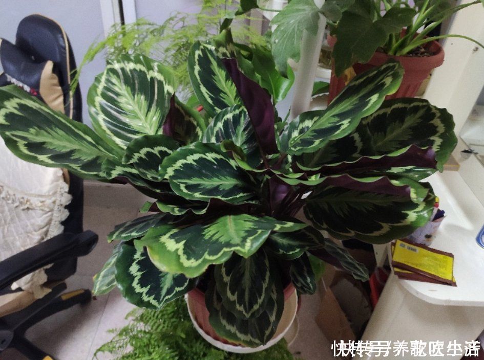 老花匠|老花匠的橘子皮从来不扔,晒干储存,用来养花好处多多