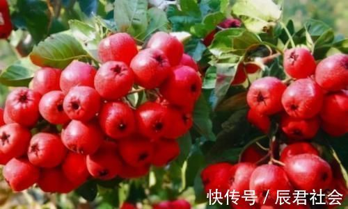 降压|聪明的人都在吃3种食物,降压减脂,排毒抗衰,早吃早健康!