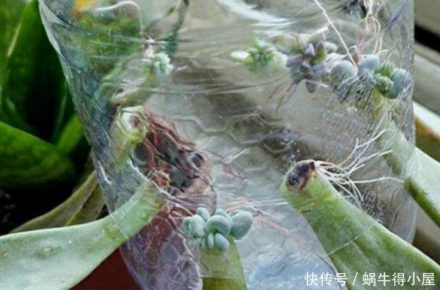 多肉植物|天热养多肉，学会“复制粘贴”，一片叶子一株苗，越来越多
