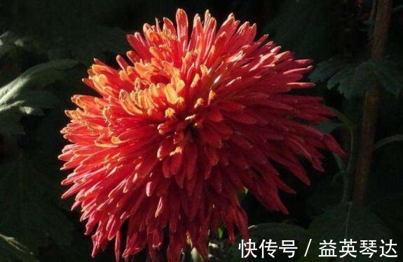 漂亮|此款花卉，好养易爆盆，1年四季开不停，颜色漂亮又好养