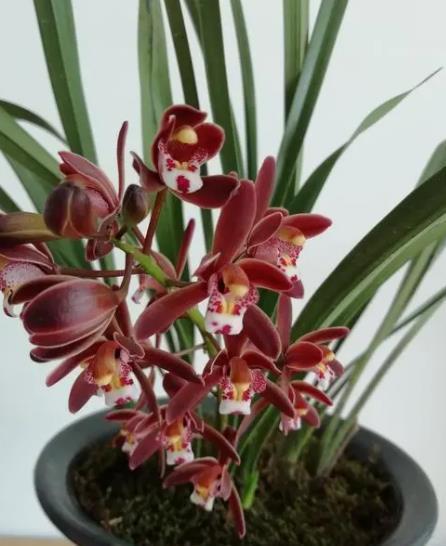 兰花|9月朵朵香长花苞,提前做好3件事,快速爆花皆饶清馥