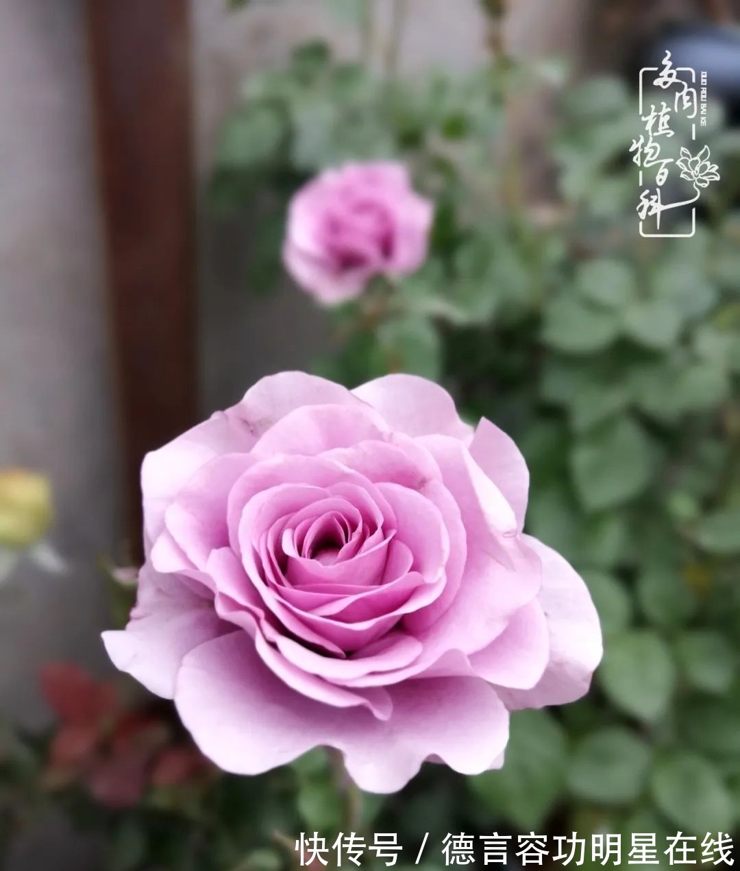 最美四月天,去杨姐的屋顶花园,赴一场花约!