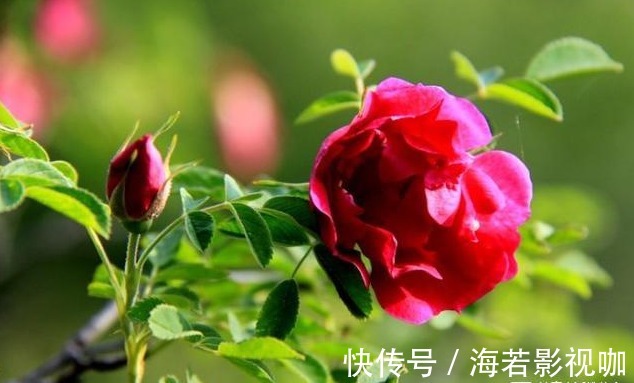 苦菜|7种农村常见的野菜,个个都是治病的“良药”,你吃过几个