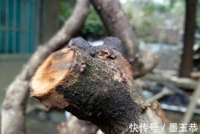 好不容易找到一株下山桩盆景桩头,为什么下山桩不易存活?