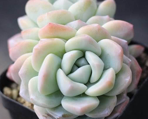 多肉冰玉怎么养教你3个盆栽的小妙招,养出最饱满红润的冰玉