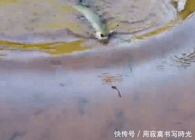 干净|水质干净,从里面钓到不认识的家伙,是黄鳝还是什么不敢取钩