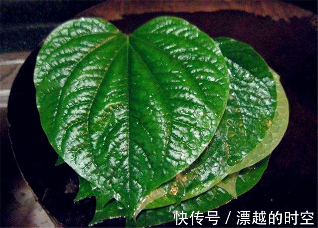 叶子|农村有种繁殖能力很强的叶子，没想到还可以和肉一起吃！