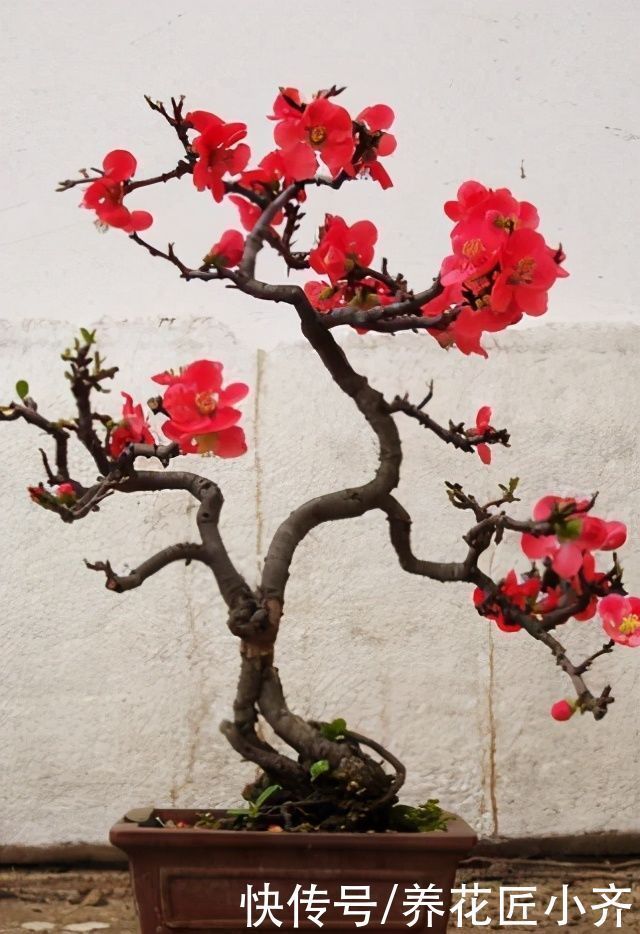 黄泥土的海棠花,想要养好它,首先要会“买”,其次要会“种”