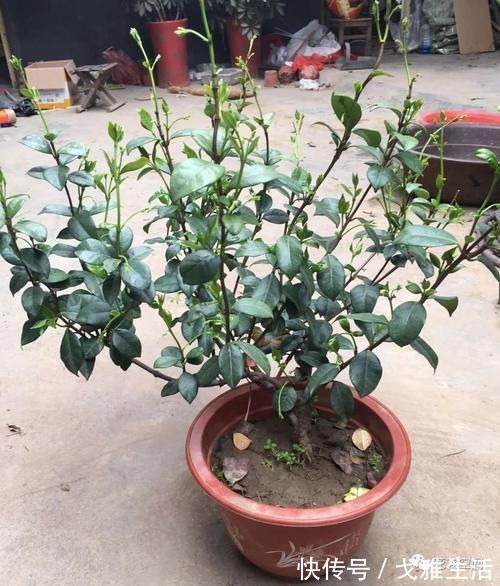 风车|这3种花特抗冻,别着急入室,寒风吹一吹,来年生长更旺盛!