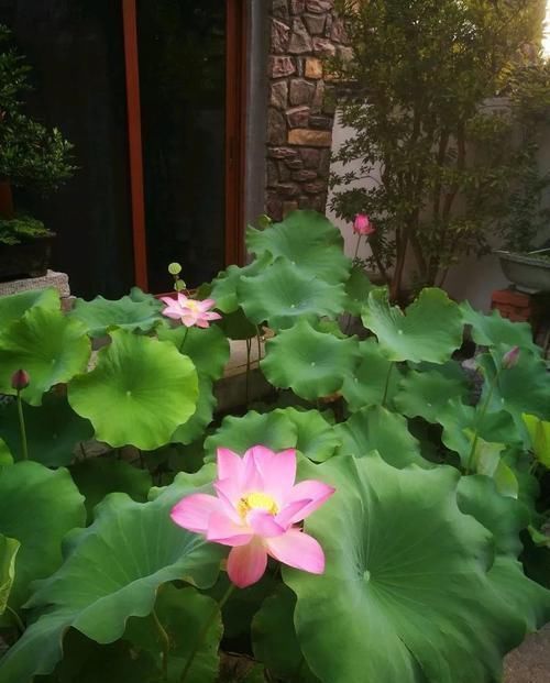 排水|古代的“大户人家”都喜欢养这10种植物,家里养几盆,富贵吉祥旺家宅,你家养了吗