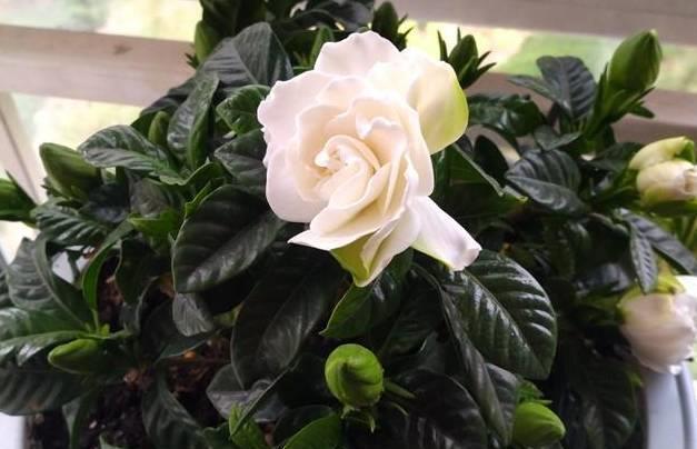 蟹爪兰|蟹爪兰茶花栀子花老是落蕾,学会这招分分钟开花