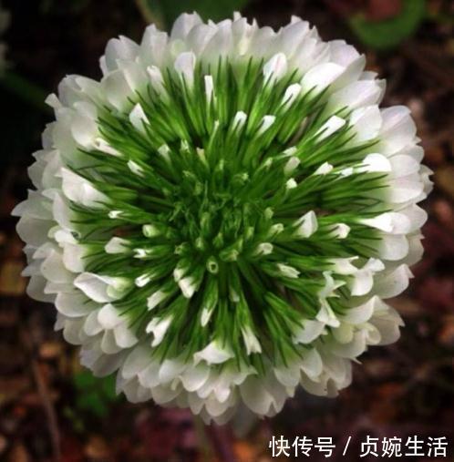 菊花|养树不如养盆“假菊花”,一浇水就狂长,比绿萝好养、比菊花美