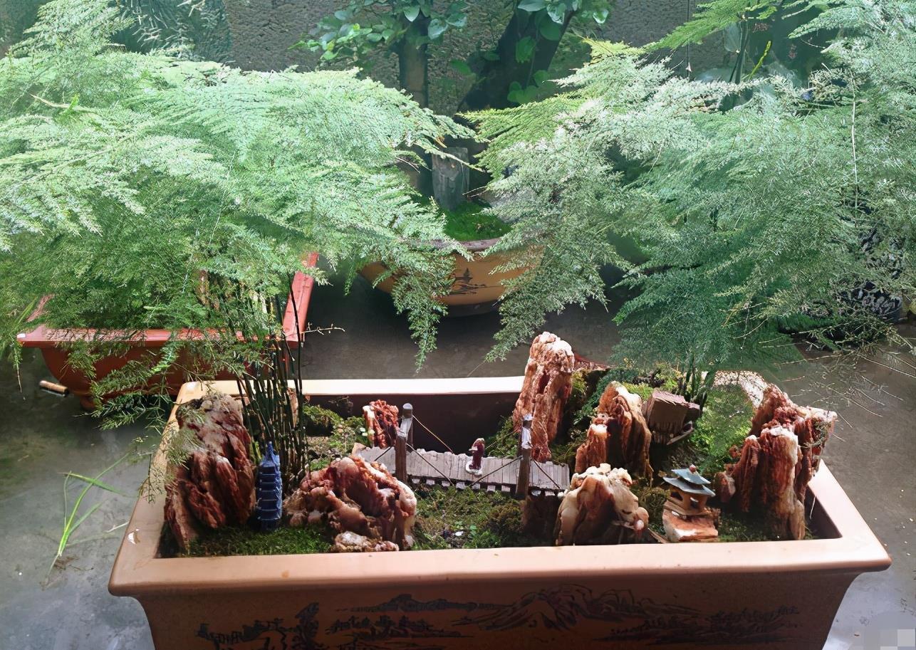 花友们|养文竹，不注意此3点，叶片枯黄，植株没精神、长势见阻