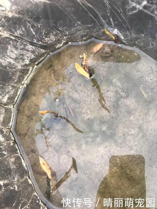 她在水缸里种荷花,开花比脸还大,满缸都是藕!