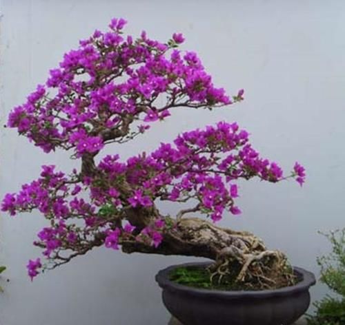 怎么样养三角梅好?