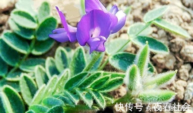 农村|人称“小米口袋”根似人参,乡下小孩都吃过,如今却少人识