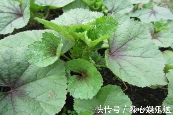 营养均衡|农村常见的3种野菜,每天一盘,调胃健脾抗疲劳,更能提高免疫力