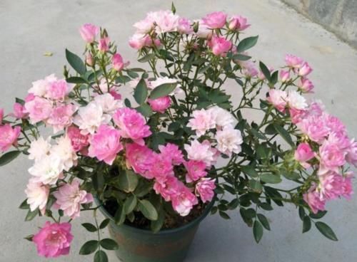 观赏价值|家里就养4种花，漂亮花期长，一年四季开不停，养护简单又漂亮！