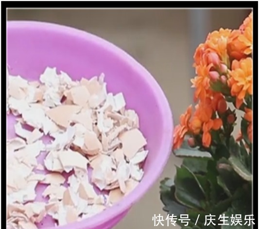 爆盆|长寿花只长叶不开花,教你两招,迅速开花爆盆