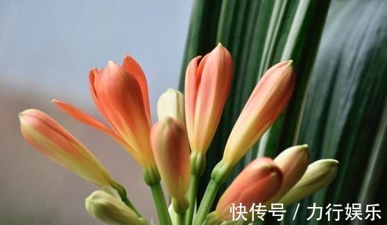 饼肥|提高君子兰开花率的4种“宝贝”，第一种免费，第四种自己能制作