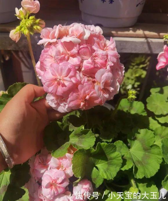 记录一下我养过的花,1000多盆都有啥